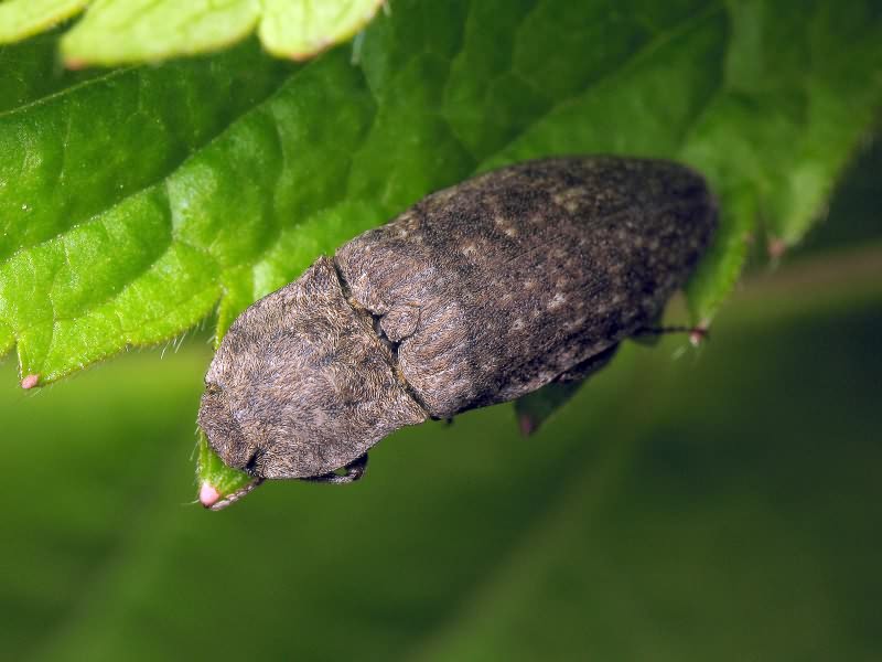 Agrypnus murinus (Linnaeus, 1758)